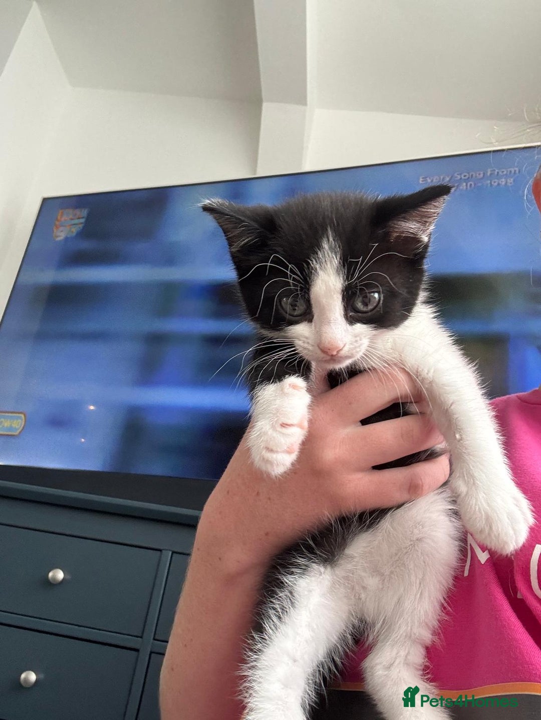 Domestic Shorthair cats for sale: 4 beautiful kittens   - Image 4