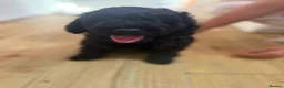 Miniature Poodle dogs for sale: mini labradoodles  - Advert 9