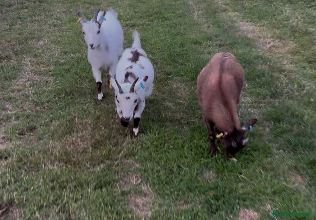 Goats livestock for sale: Pygmy goat - Image 2