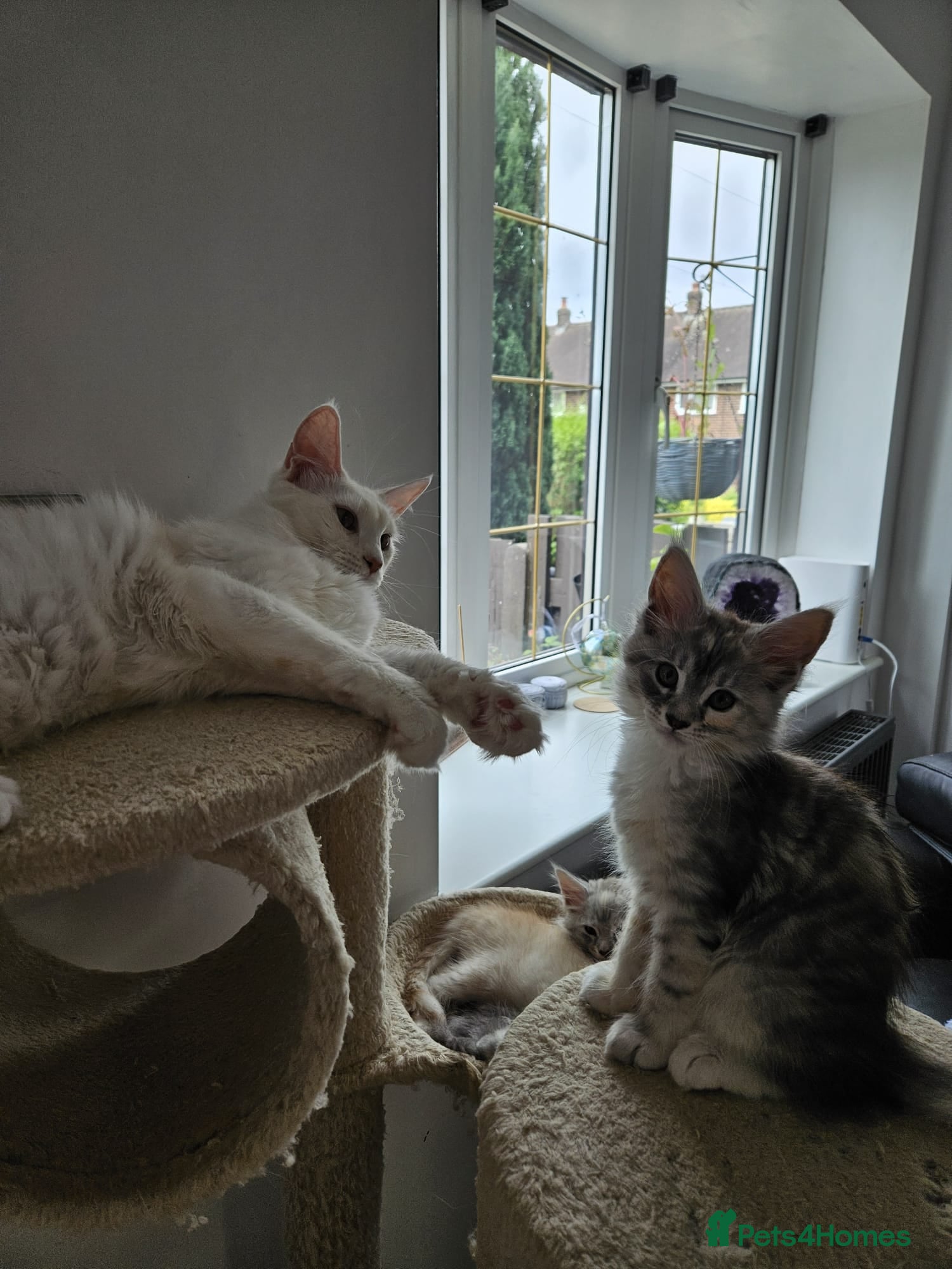Maine Coon cats Beautiful TICA registered Maine Coon kitten's  - Advert 2