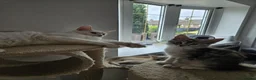 Maine Coon cats for sale: Beautiful TICA registered Maine Coon kitten's  - Advert 2