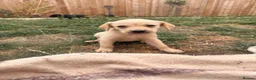 Goldador dogs for sale: Golden Retriever X KC Labrador Retriever - Advert 6