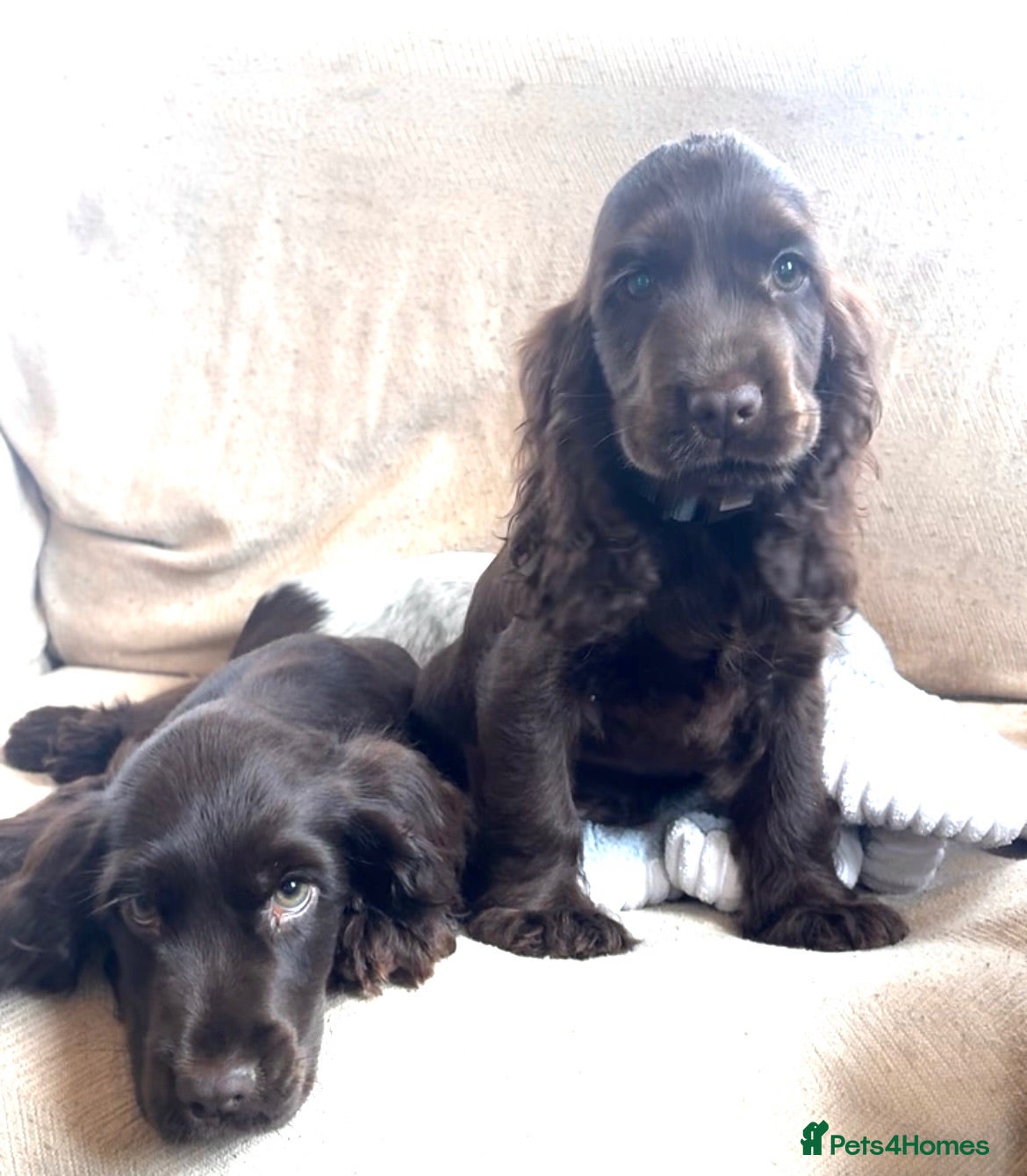Cocker Spaniel dogs Beautiful show type cocker spaniels  - Advert 9