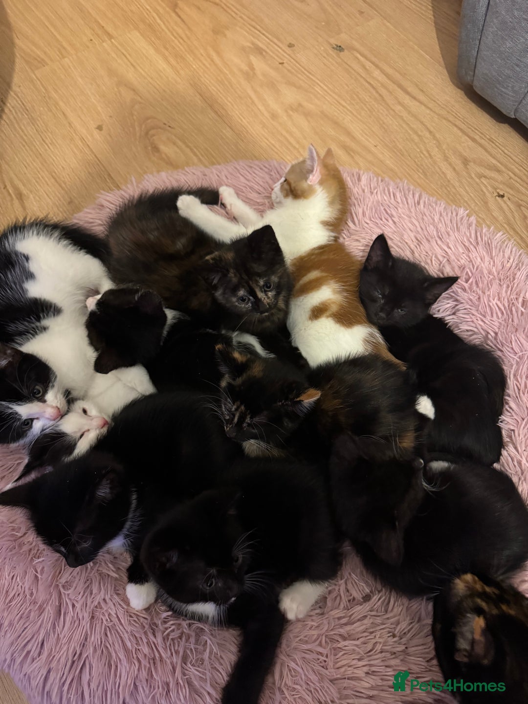 British Shorthair cats for sale: 7 kittens just turned 8 weeks  - Image 7