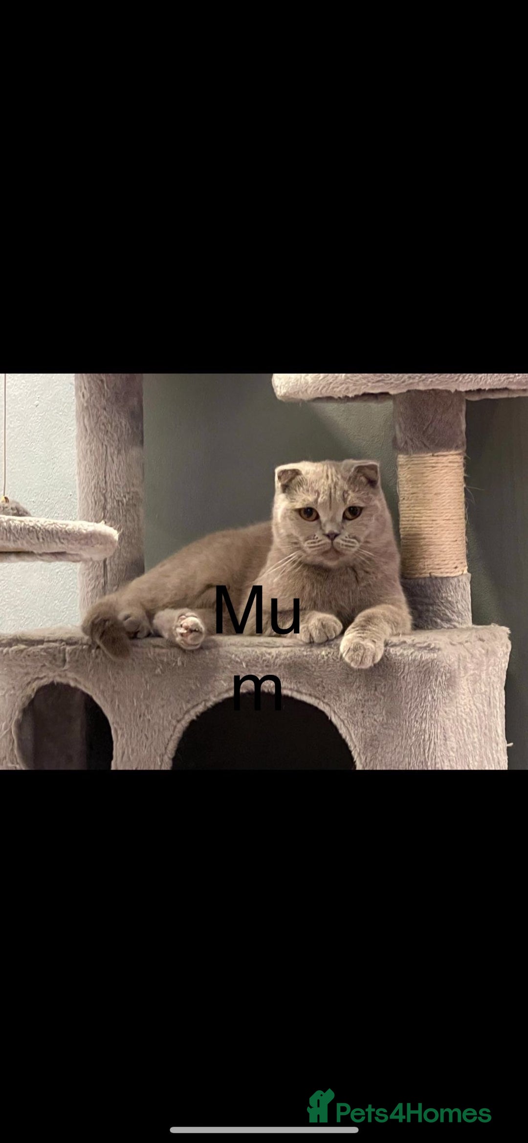 Scottish Fold cats for sale: Scottish fold boy 1 year old blue  - Image 6