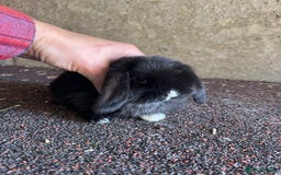 Mini Lop rabbits for sale: Top quality mini lop babies  - Image 10