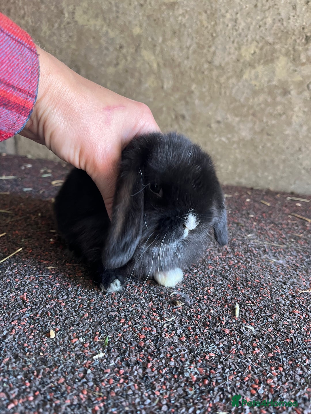 Mini Lop rabbits for sale: Top quality mini lop babies  - Image 10
