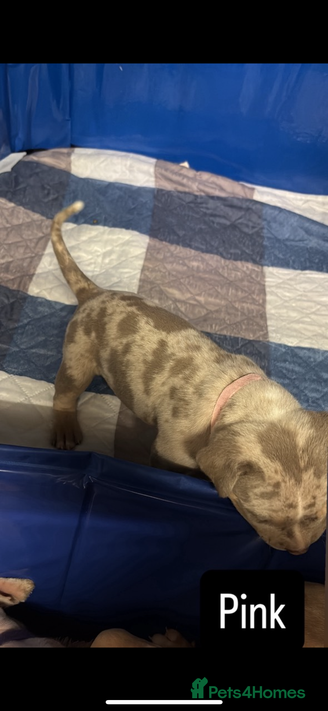 American Bully dogs for sale: AMERICAN POCKET BULLYS - Image 12