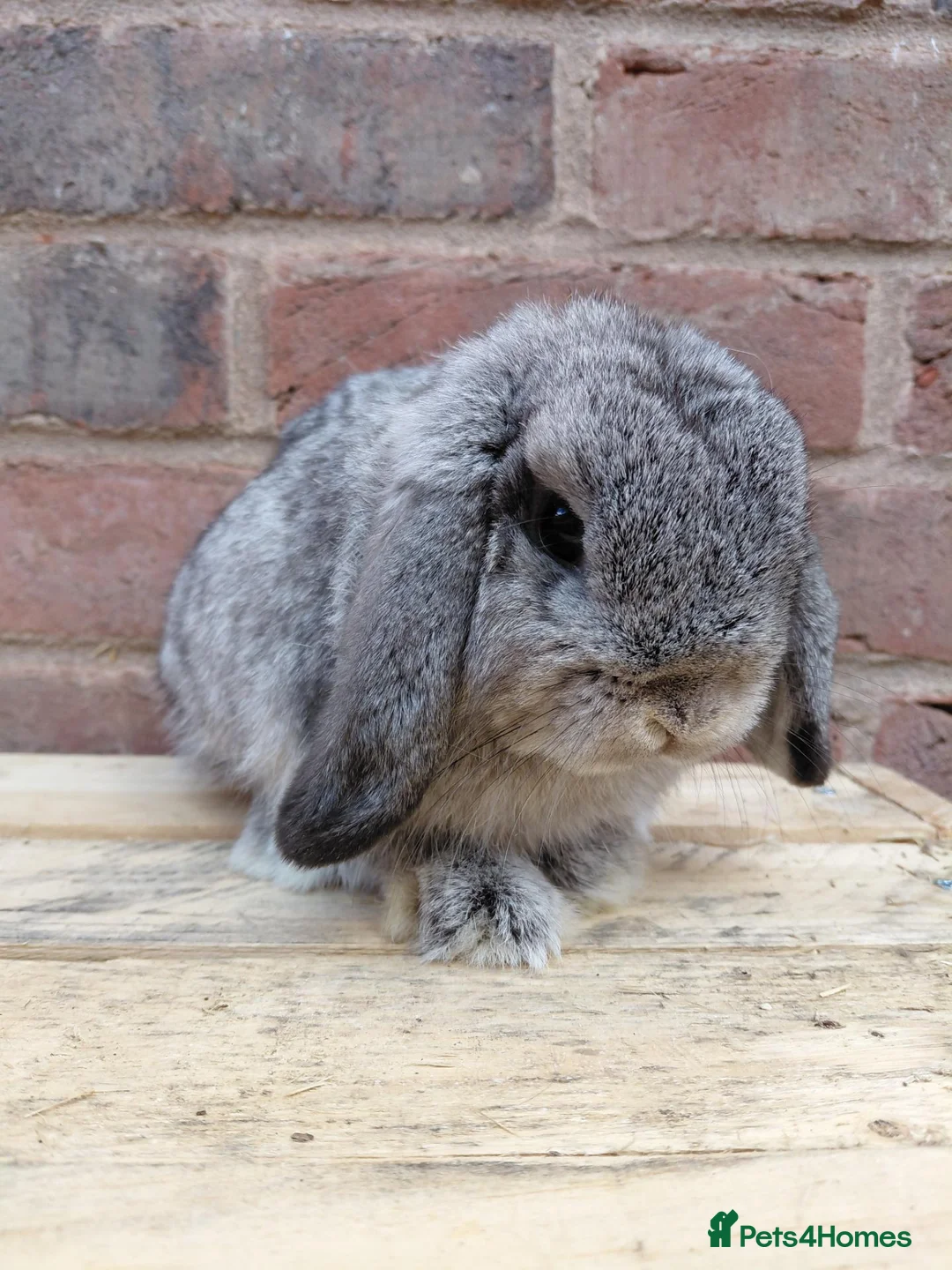 Dwarf Lop rabbits for sale: Dwarf lop youngsters - Advert 12
