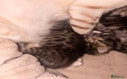 Bengal cats for sale: 5 bengal kittens  - Image 12