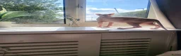 Sphynx cats for sale: Last Canadian sphynx looking for a loving home  - Advert 33