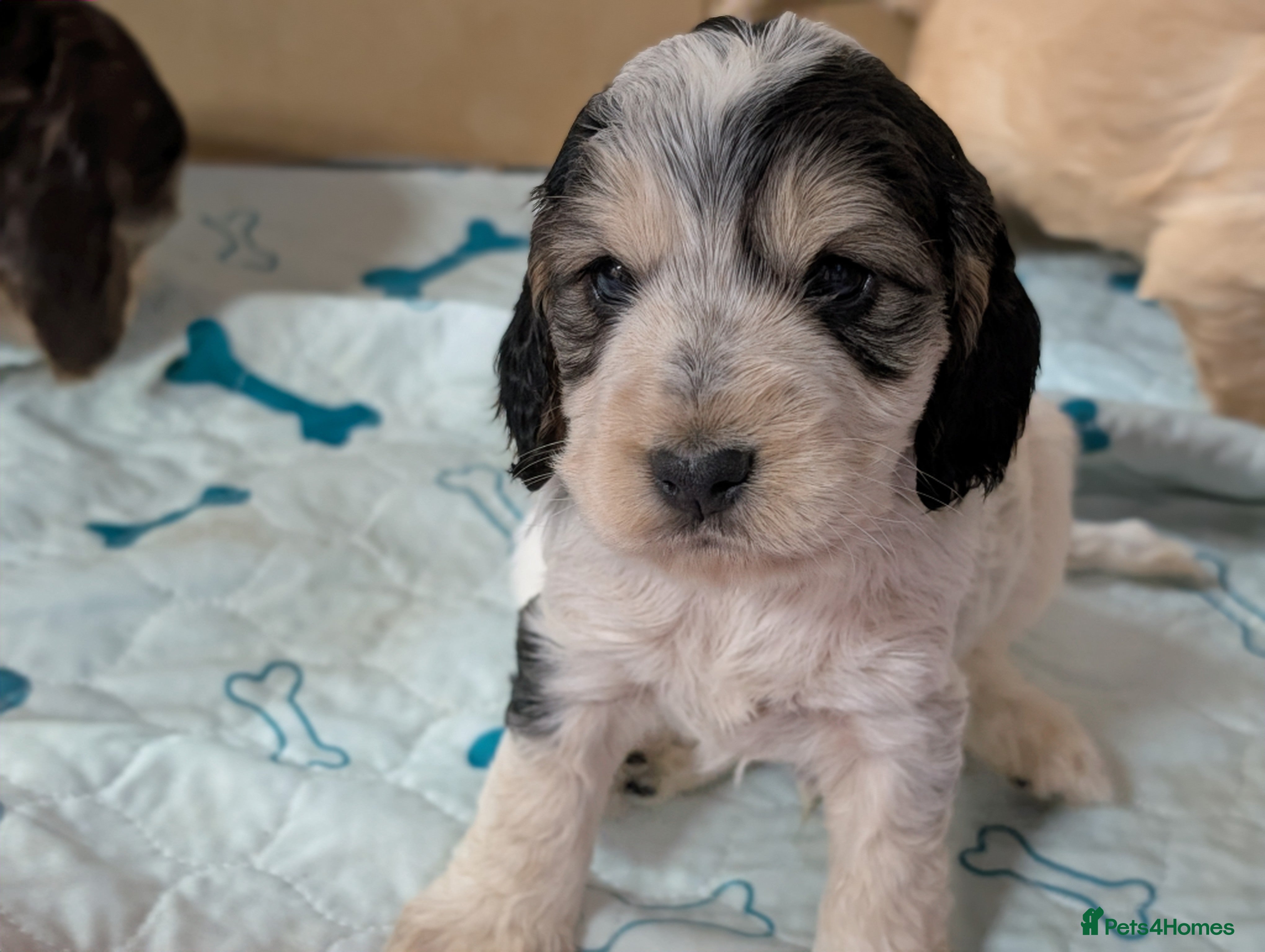 Cockapoo dogs Beautiful show type cockerpoo puppies  - Advert 7