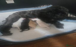 Australian Labradoodle dogs for sale: MINI Australian Labradoodle  in Leicester - Image 11