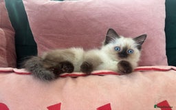 Ragdoll cats for sale: Two Beautiful girls  - Image 1