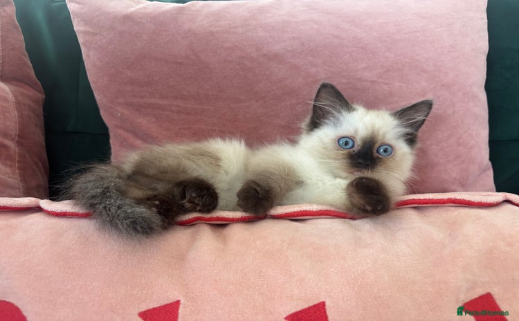 Ragdoll cats for sale - Advert 1