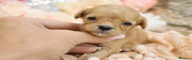 Cavapoo Puppy 5