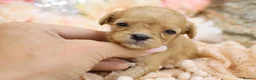 Cavapoo dogs for sale: Health Tested Cavapoo Puppies - Advert 36