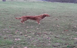 Golden Retriever dogs for sale: Working golden retriever puppies for sale  - Image 3
