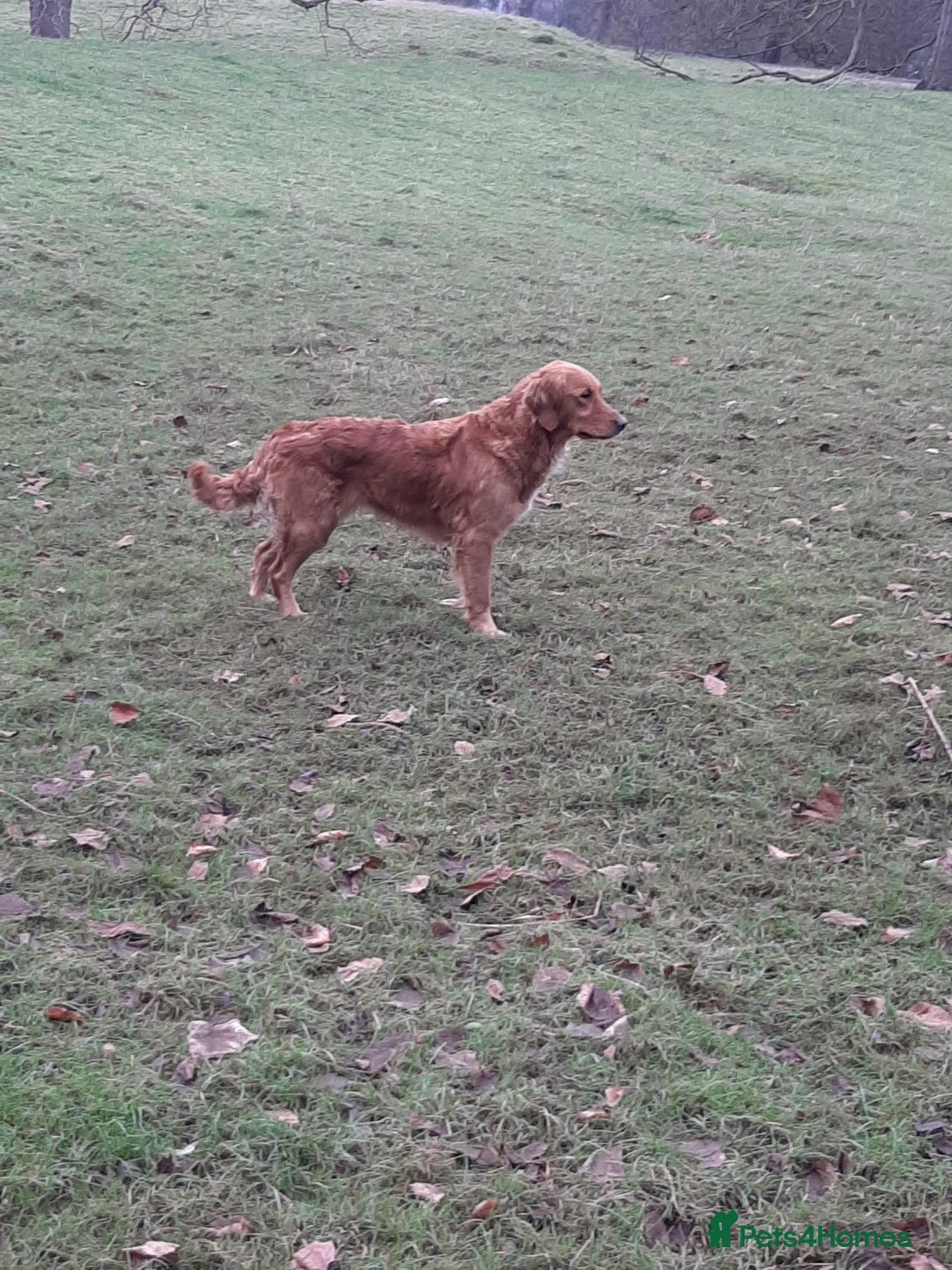Golden Retriever dogs for sale: Working golden retriever puppies for sale  - Image 3
