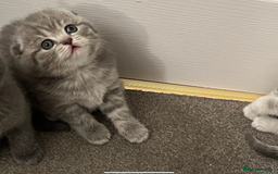 Scottish Fold cats for sale: Scottish fold and Scottish straight kitten - Advert 22