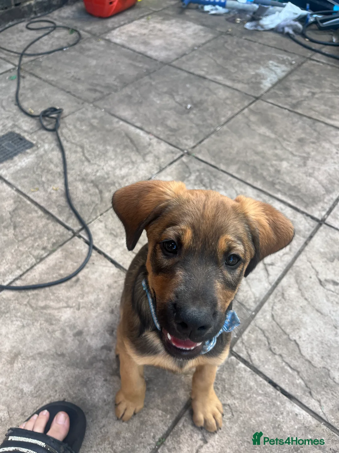 Mixed Breed dogs for sale: Shollie cross spaniel  - Advert 1