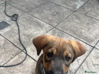 Mixed Breed dogs Shollie cross spaniel - Advert 1