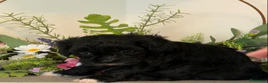 Puppy 1