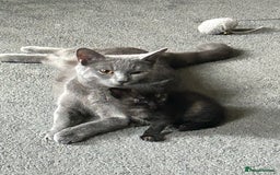 Maine Coon cats for sale: Maine coon X British short hair - Image 7
