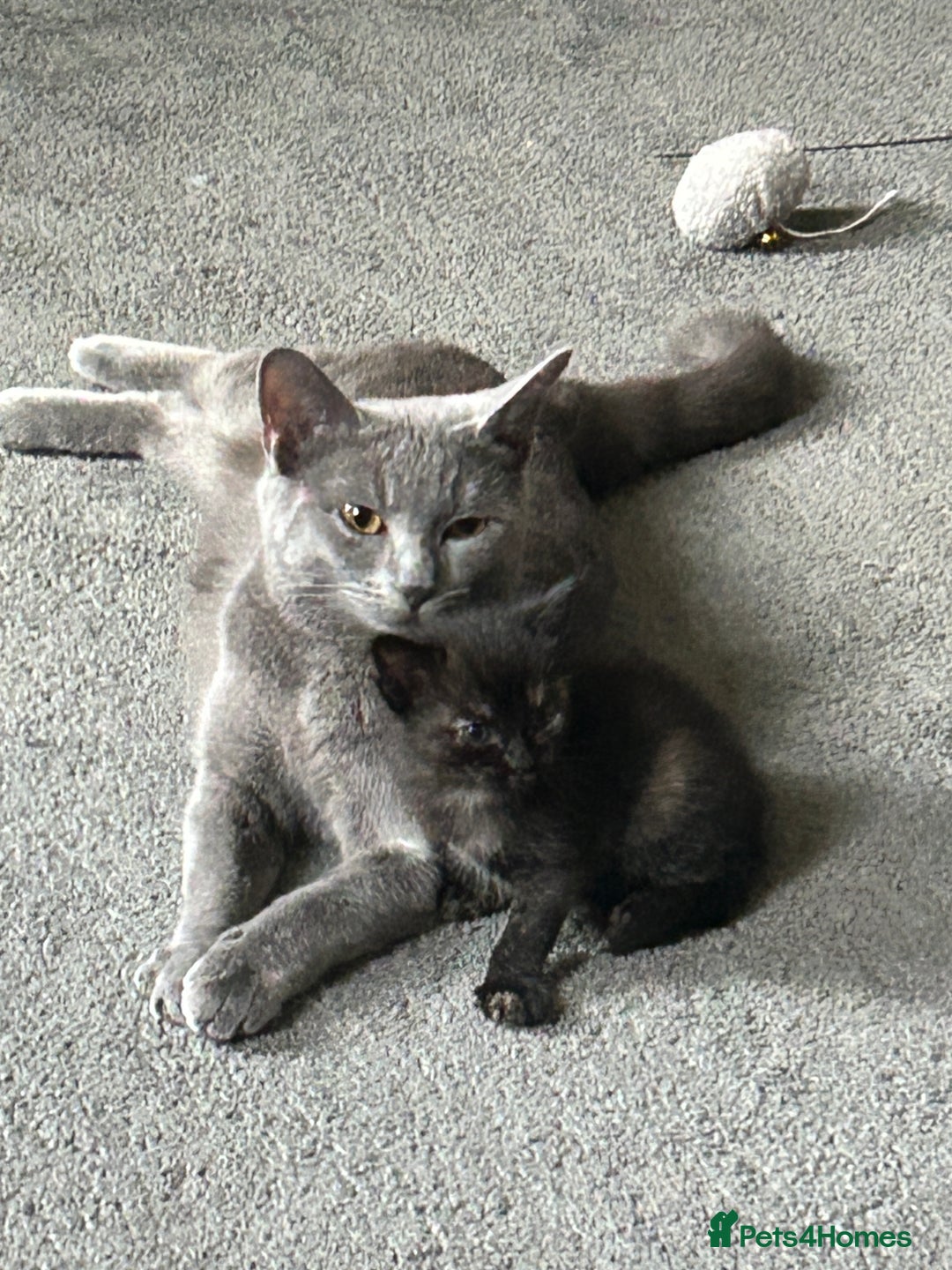 Maine Coon cats for sale: Maine coon X British short hair - Image 7