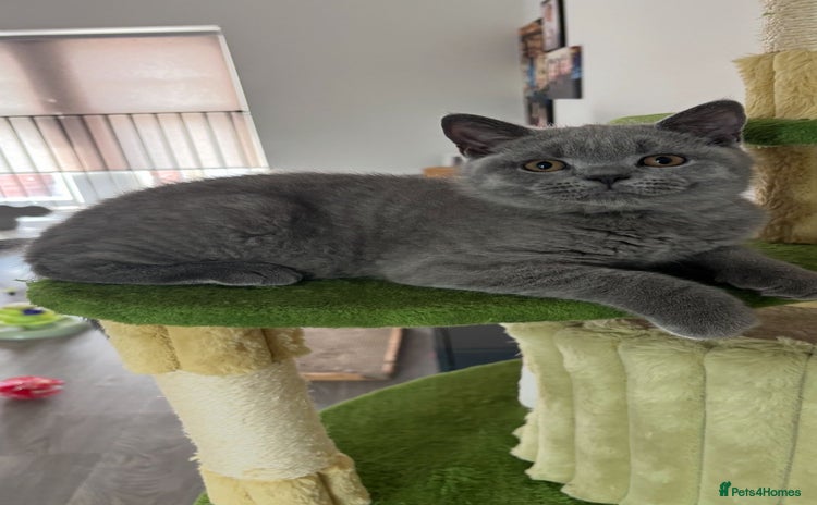 British Shorthair cats in Braintree - Advert 3