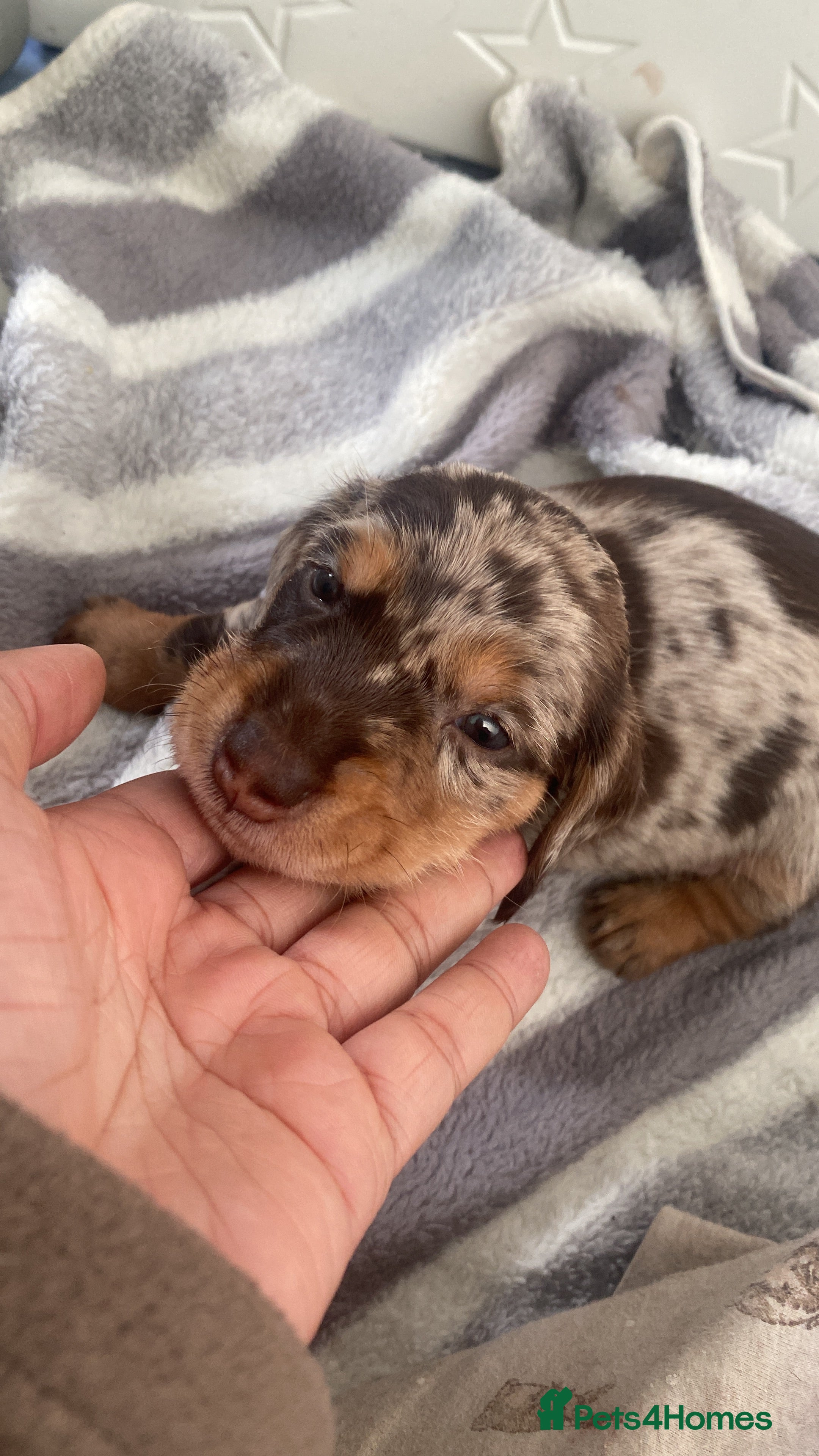 Miniature Dachshund dogs 💙💖Long hair&silky-wire hair dachshund💖💙 - Advert 12