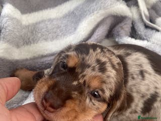 Miniature Dachshund dogs 💙💖Long hair&silky-wire hair dachshund💖💙 - Advert 9