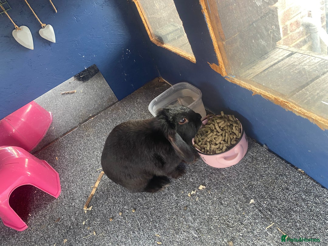 Mini Lop rabbits for sale: Black female mini lop buns  - Advert 4