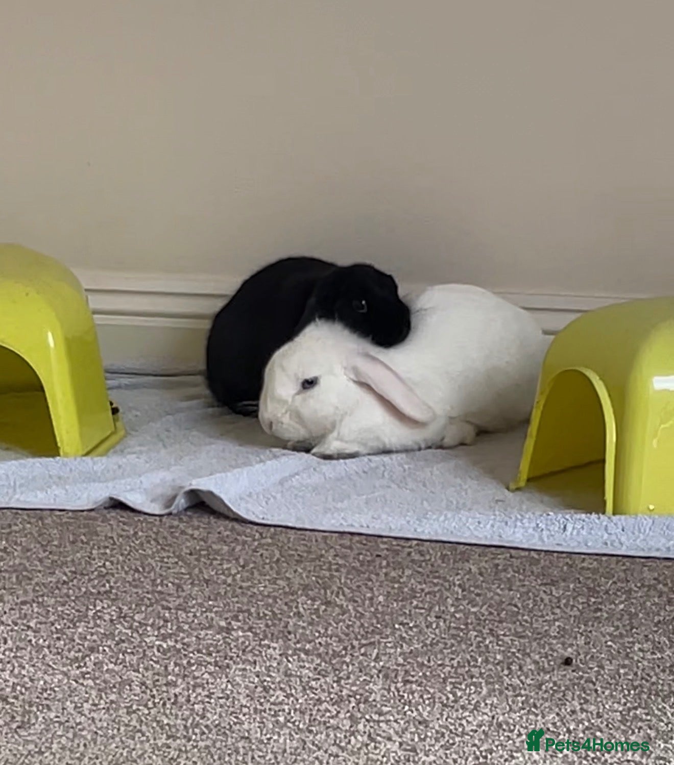 Mini Lop rabbits Bonded rabbits looking for a good home! - Advert 1