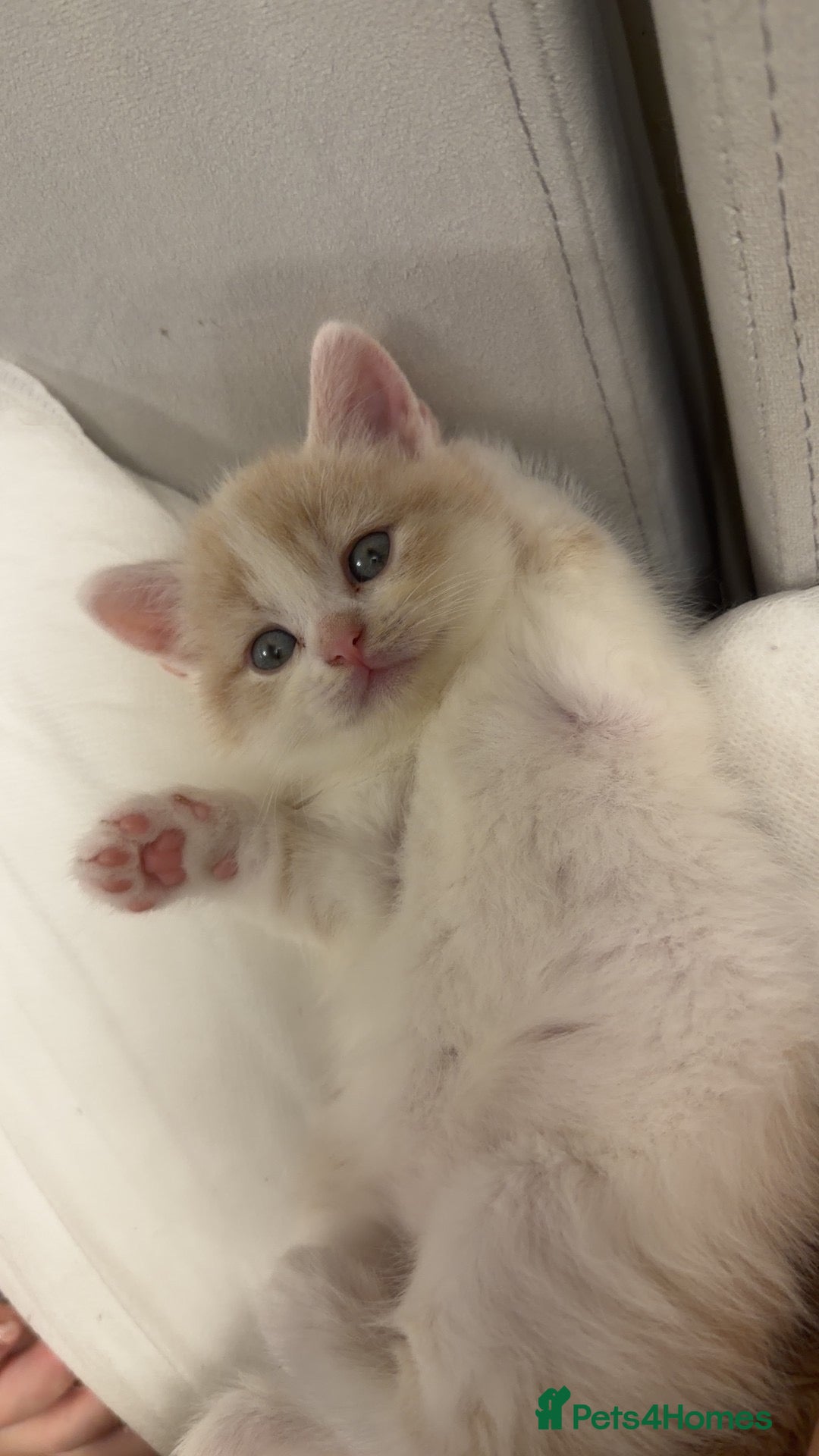 Mixed Breed cats British Shorthair x Longhair kittens - Advert 1