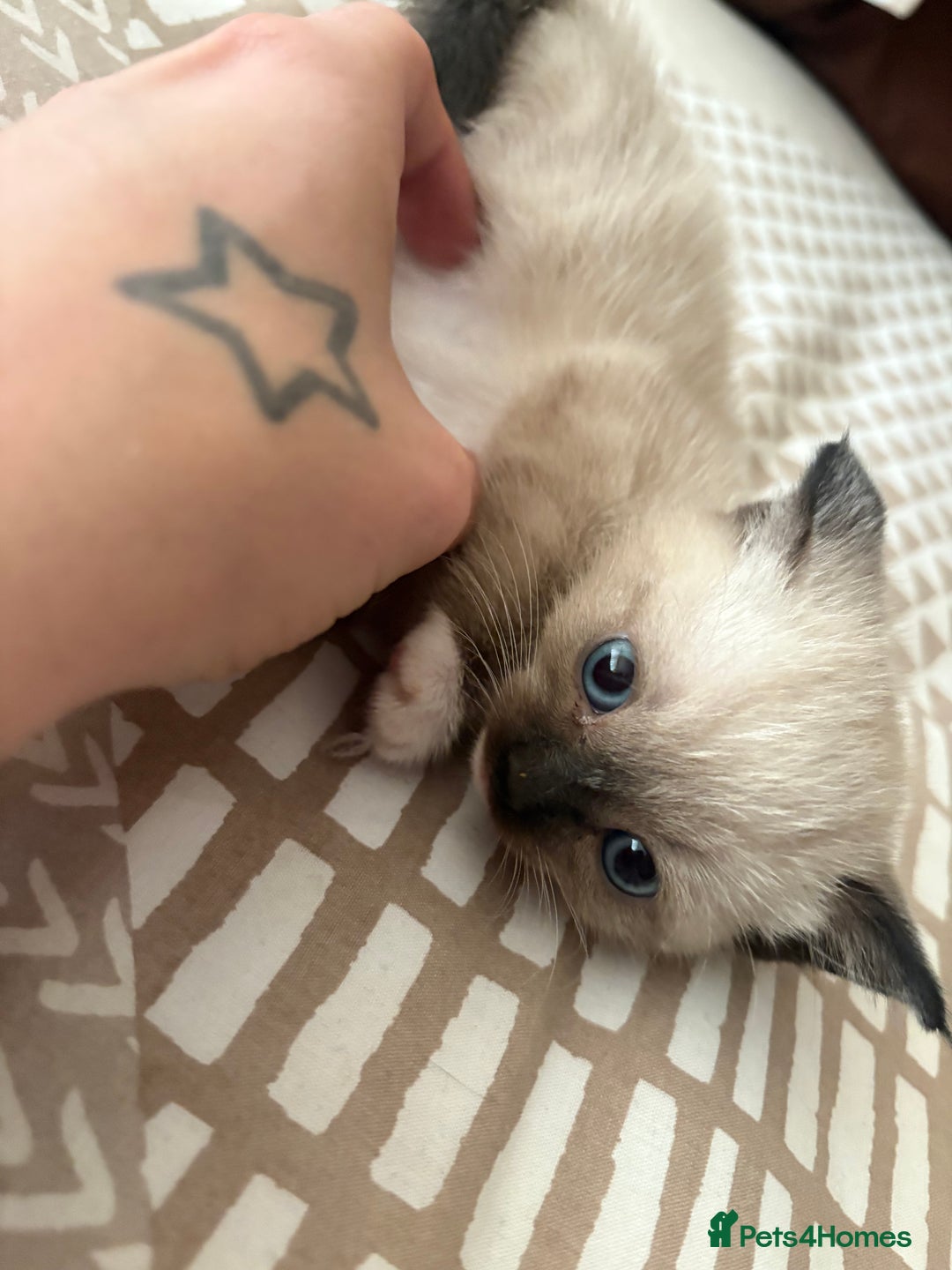 Mixed Breed cats for sale: Amazing female kitten  - Advert 3