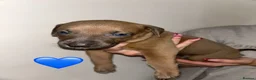Mixed Breed dogs for sale: Bull lurchers in Leek - Advert 18