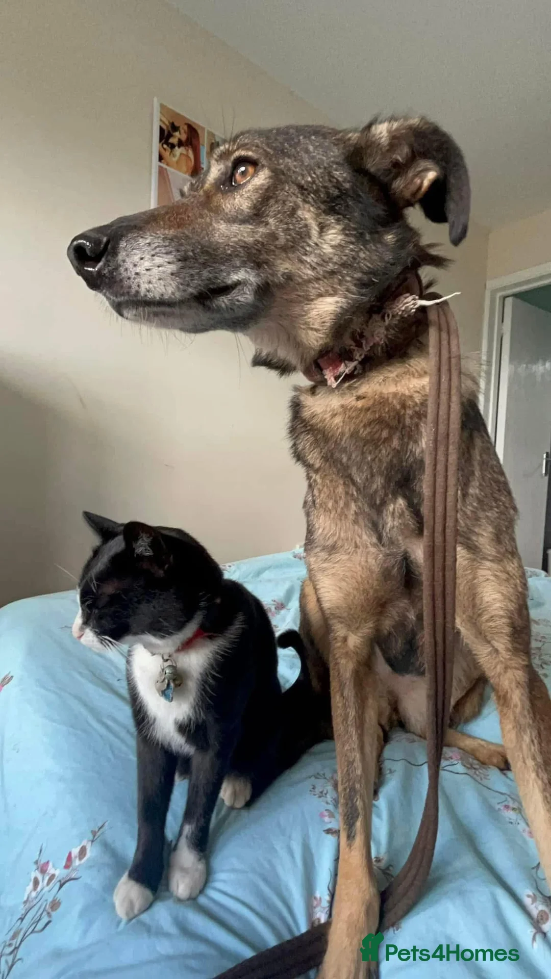 Mixed Breed dogs for adoption: Elsie - Norwich Norfolk  in Norwich - Advert 14