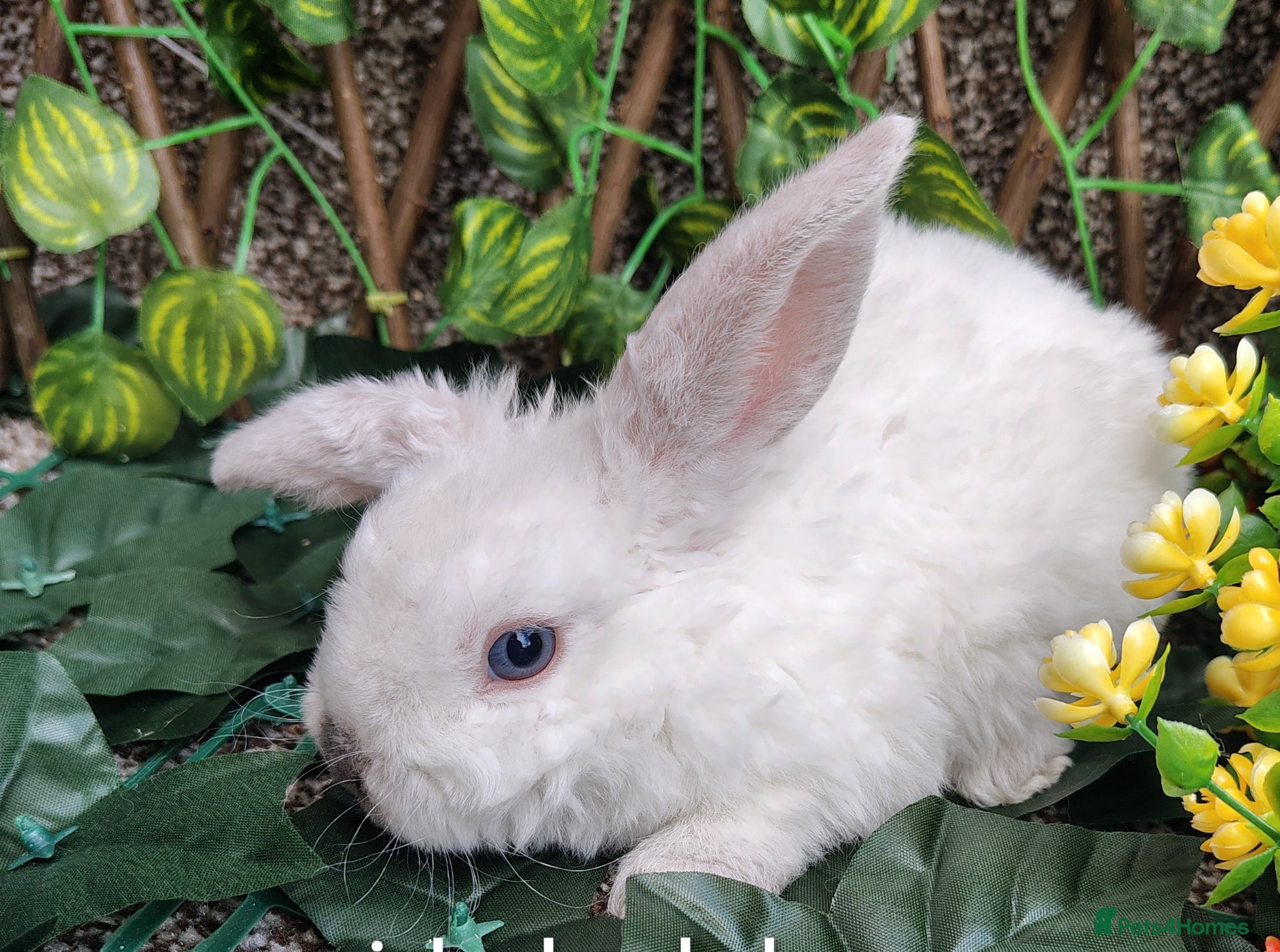 Mini Lop rabbits Mini lop babies - Advert 8