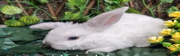 Mini Lop rabbits for sale: Mini lop babies - Advert 1