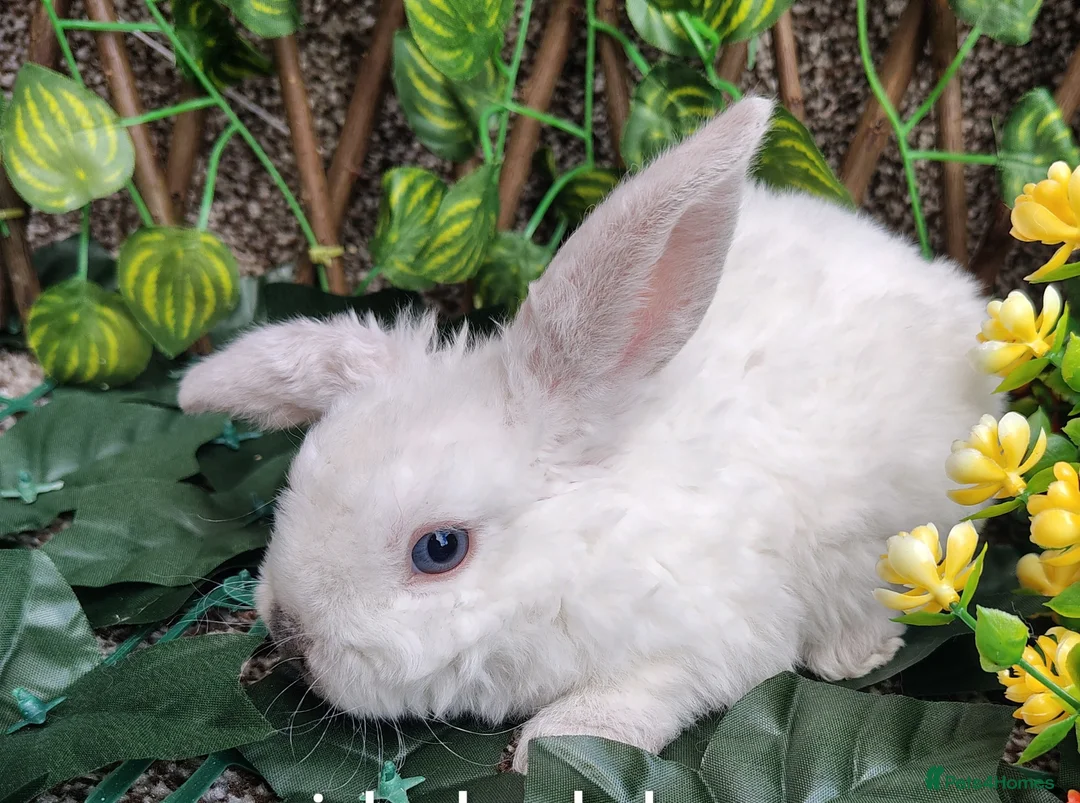 Mini Lop rabbits for sale: Mini lop babies - Advert 1