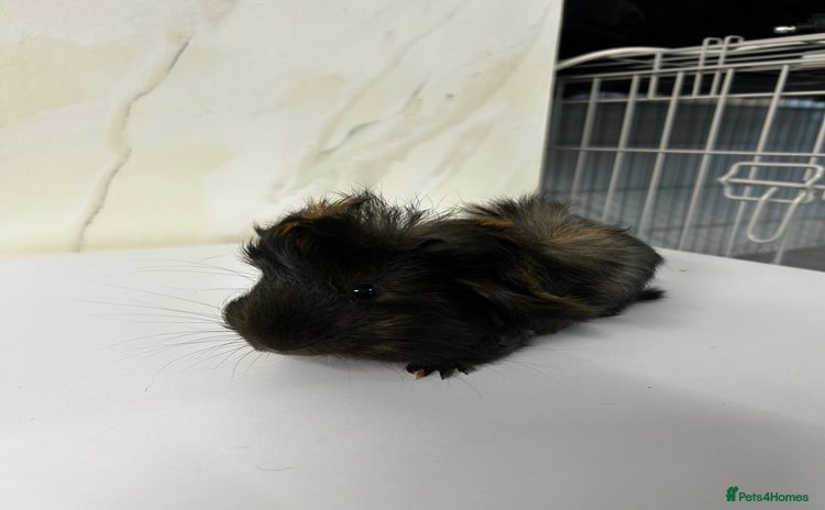 Guinea Pig rodents 1 boar for sale - Advert 13