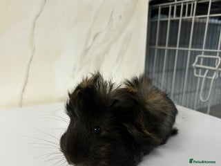 Guinea Pig rodents 1 boar for sale - Advert 19