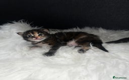 Maine Coon cats for sale: Beautiful Maine coon kittens  - Image 3