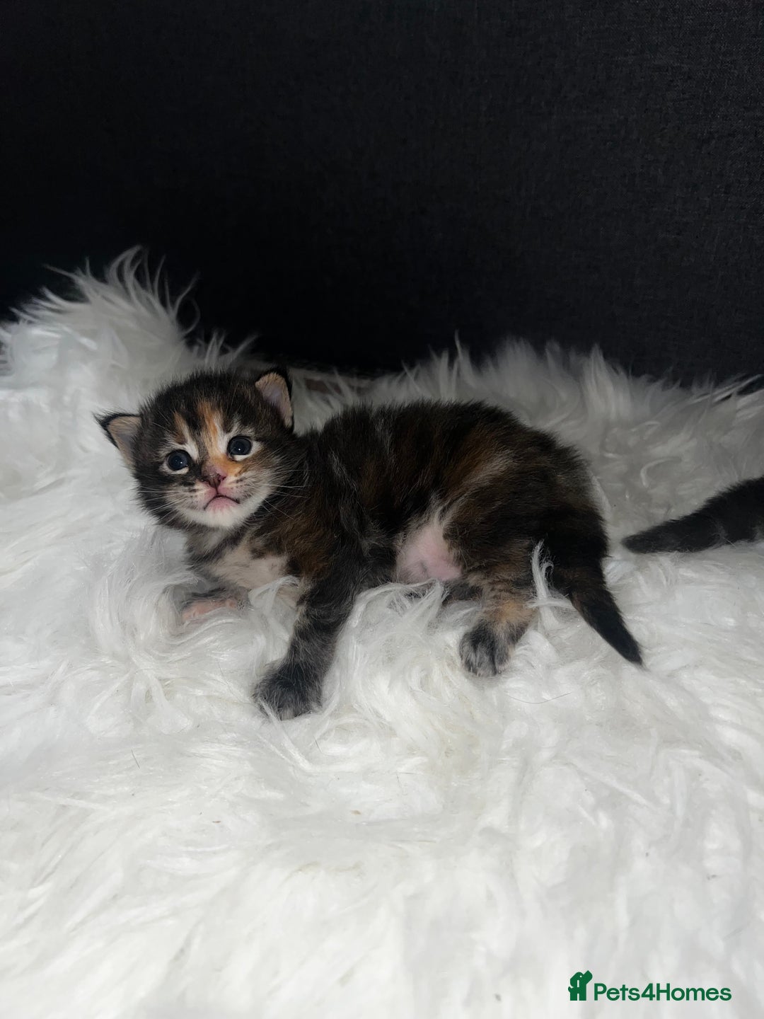 Maine Coon cats for sale: Beautiful Maine coon kittens  - Image 3