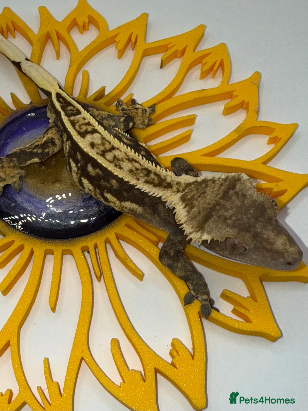 Gecko reptiles for sale: High End Various Crested Geckos for Sale - Advert 1