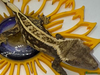 Gecko reptiles for sale: High End Various Crested Geckos for Sale - Advert 1