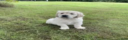 Golden Retriever dogs for sale: Beautiful litter of golden retriever  - Advert 7