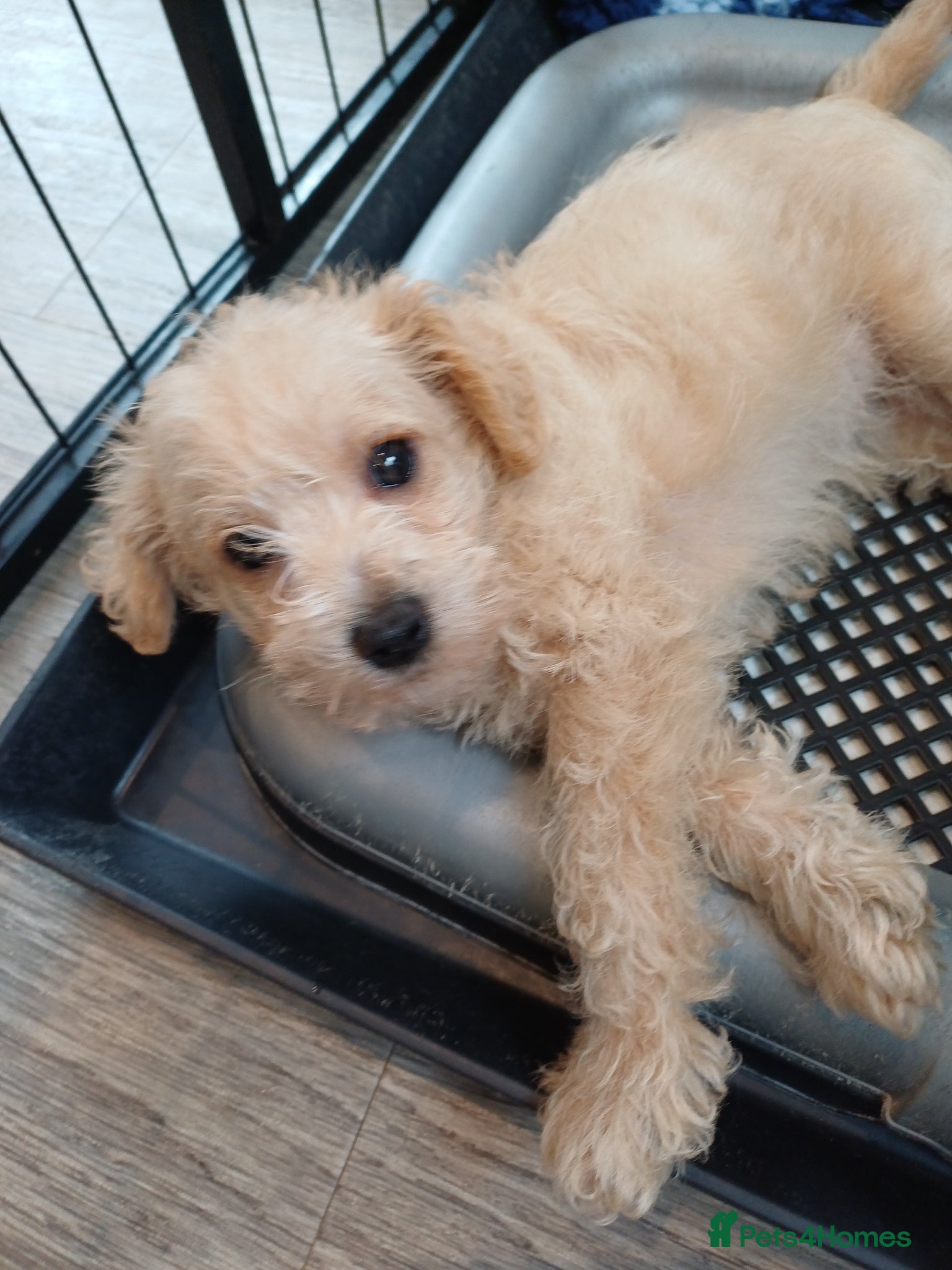 Schnoodle dogs for sale: Schnoodles 2x boy and 1x girl  in Bury Saint Edmunds - Advert 19
