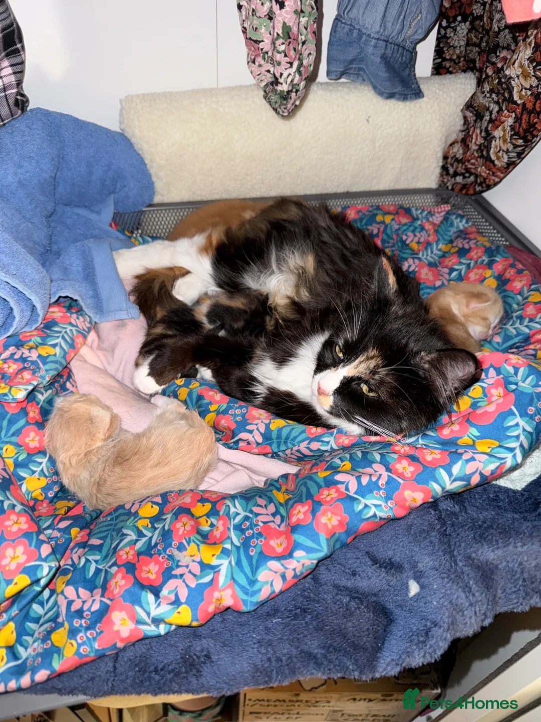 Mixed Breed cats for sale: Beautiful kittens - ready to go on the 18th May 🐱 in Shoreham-by-Sea - Advert 1